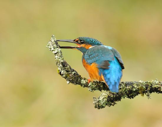 为一只鸟坚持了6年，720000次快门